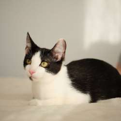 Котенок Котя ищет семью в Москве