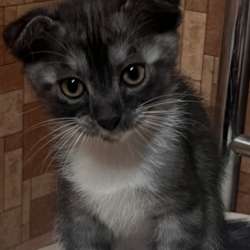 ? Продаётся очаровательный шотландский вислоухий котёнок (д