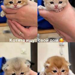 Котята шотландцы