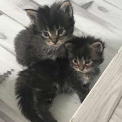 缅因库恩小猫出售