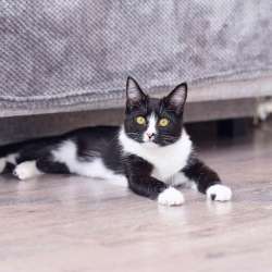 Котенок Мия
