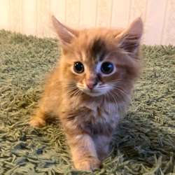 Котенок в добрые руки. Рыжий Морковкин