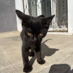 Бездомный котенок в Орске фото 3