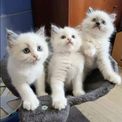 Рэгдолл котята