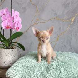 Малышка чихуахуа в Саратове фото 3