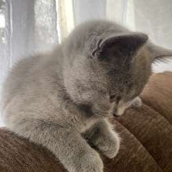 Игривый котик