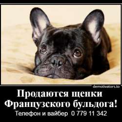 Очаровательные щеночки французского бульдога фото 23