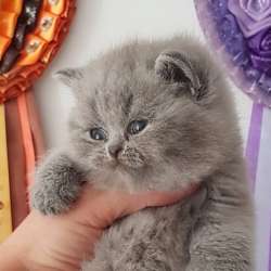 Красивые шикарные котята фото 17