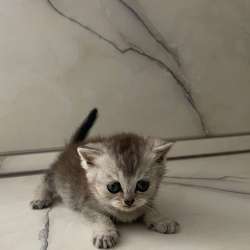 Котенок - девчушка, из рода длинношерстных шиншил.