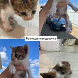 Котенок бесплатно