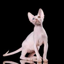 Очаровательный необычный малыш-сфинкс, эльф, бамбино в Новокузнецке фото 16