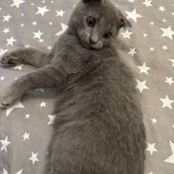 Шотландский кот