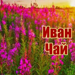 Дубовый берёза липа веники травы чай
