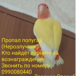 Пропал попугай