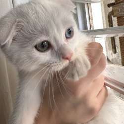 Веслоухая кошечка