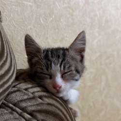 Котенок в добрые руки мальчик в Невинномысске