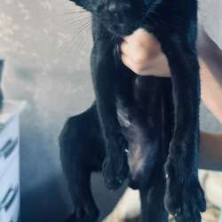 Ориентальный котенок