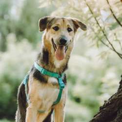 Весёлый пёс Киндер в добрые руки в Москве фото 6