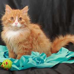 Котенок Кузя, румяный колобок. В добрые руки в Калуге фото 6
