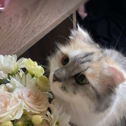 шотландские котята в Липецке