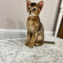 Абиссинский котёнок