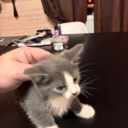 Котята в Отрадном