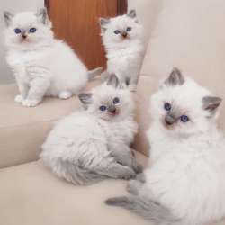 Качественные котята Рэгдолл на переезд