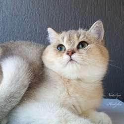 Британская кошечка фото 3