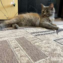 Котенок в Чебоксарах