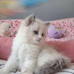 Самый нежный котенок Рэгдолл в Москве фото 6