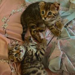 Бенгальские котята девочки в Ставрополе фото 6