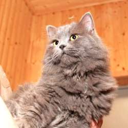 Дружные коты в добрые руки в Калуге фото 5
