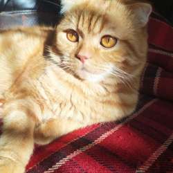 Шотландский вислоухий кот мраморный