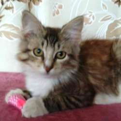 Котенок в добрые руки. Малышка Алиса