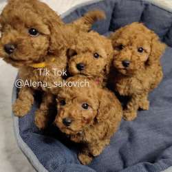 Карликовый Пудель Poodle фото 12