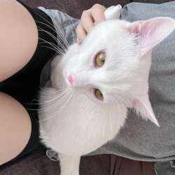 котенок бесплатно в Петрозаводске
