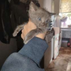 Отдам хорошие руки