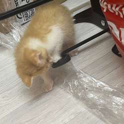 Котенок в добрые руки