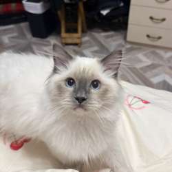 Рэгдолл котёнок в Санкт-Петербурге фото 3