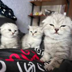 Котята шотландские вислоухие