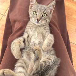 Котенок в Уфе фото 3