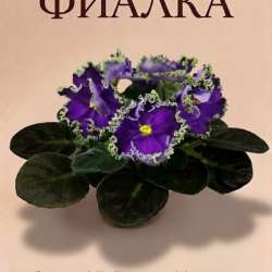 АВ-Гром и Молния фиалка детка