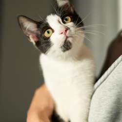 Котенок Котя ищет семью в Москве фото 4