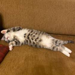 Котенок мега позитив в добрые руки в Москве