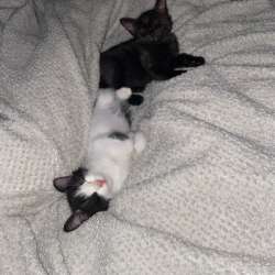 Отдам хорошие руки  котят ?