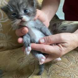 Котята в добрые руки в Махачкале фото 3