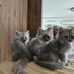 Персидские котята
