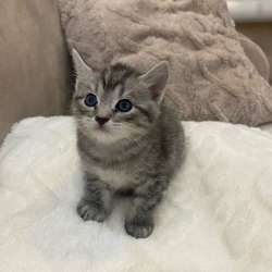 Отдам котят в добрые руки в Туймазах