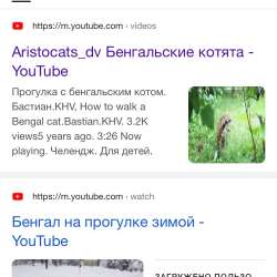 Бенгальские котята в Хабаровске