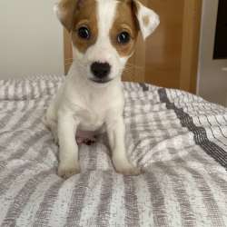Домашние животные Jack Rassel